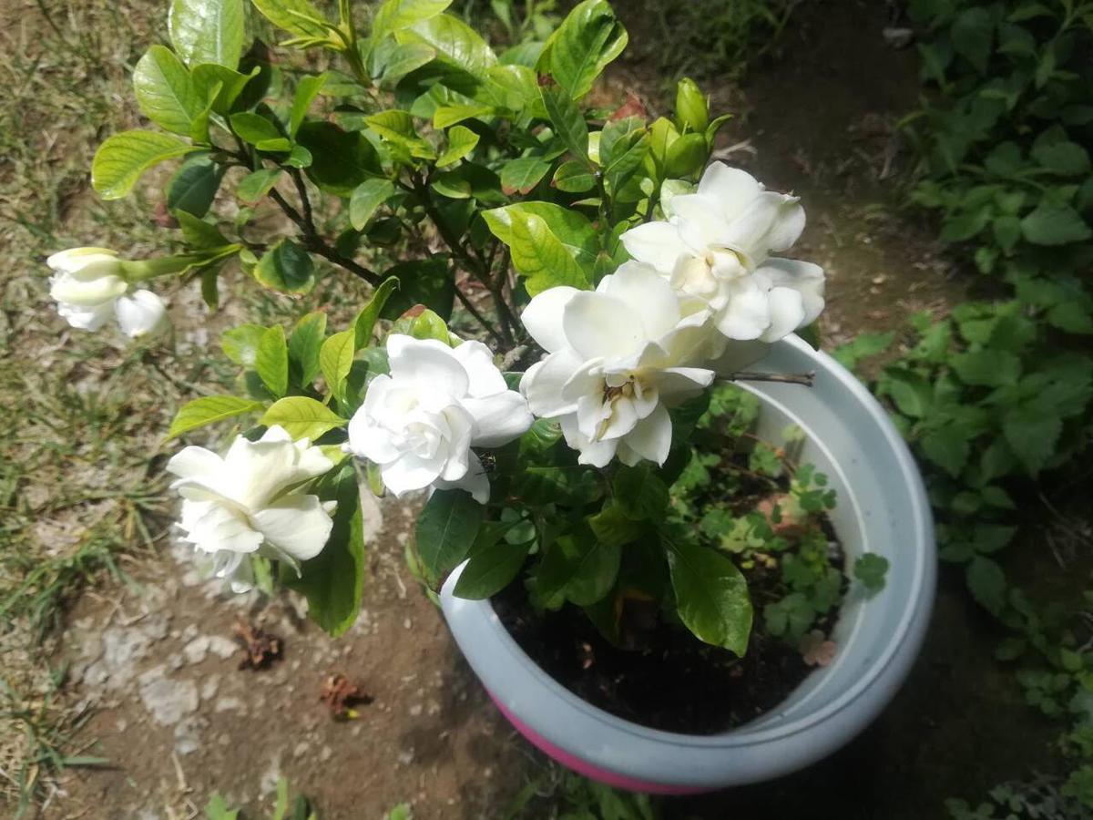 Rose Garden Apartment Kalamata Exterior photo